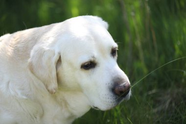 Yaz bahçesinde çimlerin üzerinde şirin beyaz labrador.