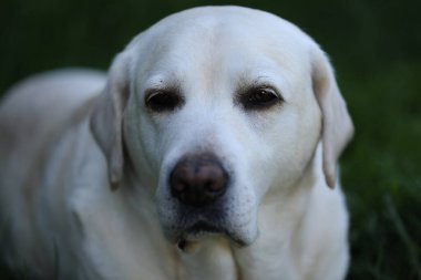 Yaz bahçesinde çimlerin üzerinde şirin beyaz labrador.