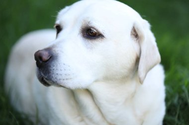 Yaz bahçesinde çimlerin üzerinde şirin beyaz labrador.