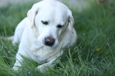 Yaz bahçesinde çimlerin üzerinde şirin beyaz labrador.