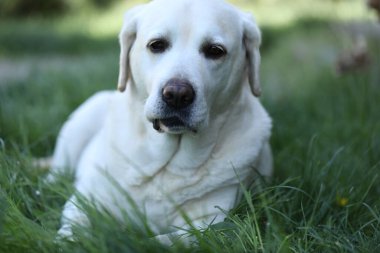 Yaz bahçesinde çimlerin üzerinde şirin beyaz labrador.