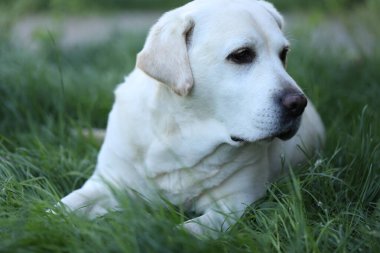 Yaz bahçesinde çimlerin üzerinde şirin beyaz labrador.