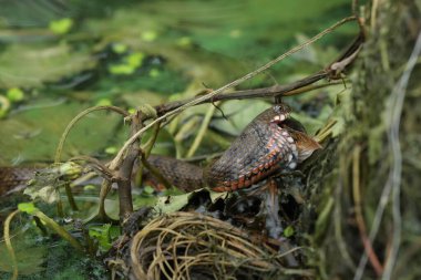 Suda balık yiyen su yılanı. Nehirde vahşi yaşam