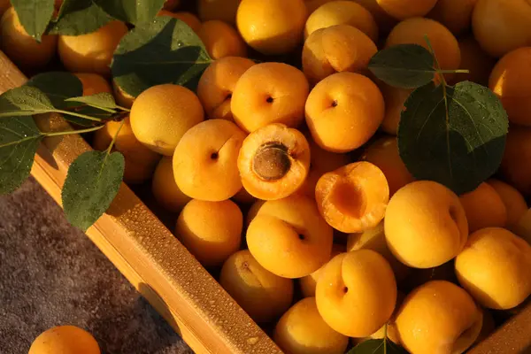 Masada parlak yaz portakallı kayısılar