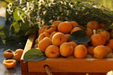 Masada parlak yaz portakallı kayısılar
