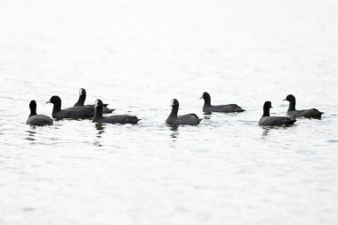 Yaz mevsiminde nehirdeki Avrasyalı yaban ördekleri. Vahşi yaşam 