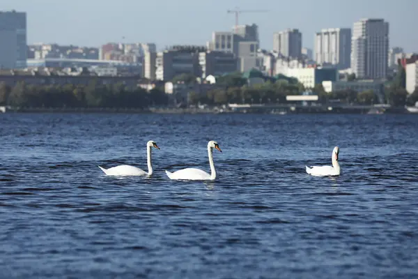 stock image Flock of beautiful white swans on the river