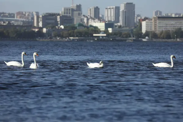 Stock image Flock of beautiful white swans on the river