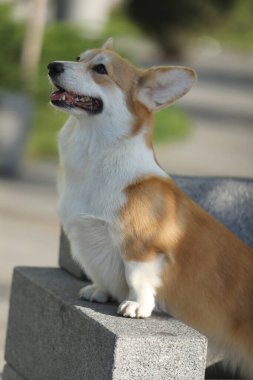 Tatlı Galler Corgi Pembroke yaz parkında yürüyor.