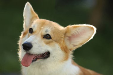 Tatlı Galler Corgi Pembroke yaz parkında yürüyor.