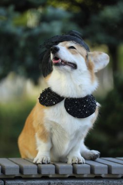 Yaz parkında yürürken şapkalı şirin, modaya uygun bir Galli Corgi Pembroke.