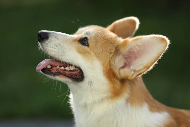 Tatlı Galler Corgi Pembroke yaz parkında yürüyor.