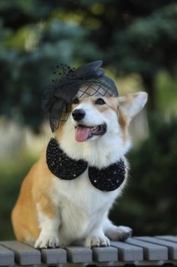 Yaz parkında yürürken şapkalı şirin, modaya uygun bir Galli Corgi Pembroke.
