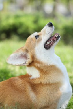 Tatlı Galler Corgi Pembroke yaz parkında yürüyor.