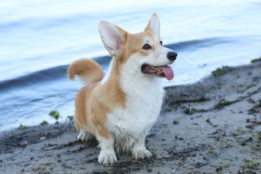 Şirin pembroke galsh corgi sahilde suda eğleniyor. 