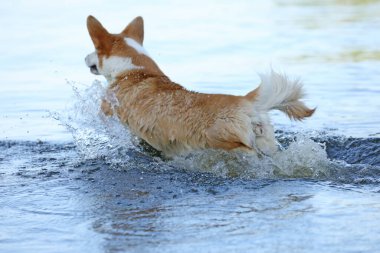 Şirin pembroke galsh corgi sahilde suda eğleniyor. 