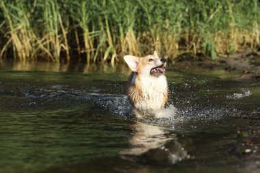 Şirin pembroke galsh corgi sahilde suda eğleniyor. 