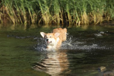 Şirin pembroke galsh corgi sahilde suda eğleniyor. 