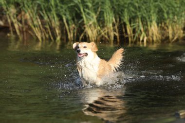 Şirin pembroke galsh corgi sahilde suda eğleniyor. 