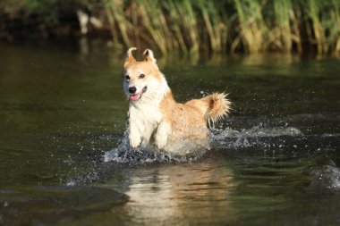 Şirin pembroke galsh corgi sahilde suda eğleniyor. 