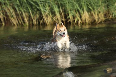 Şirin pembroke galsh corgi sahilde suda eğleniyor. 