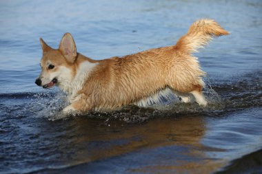 Şirin pembroke galsh corgi sahilde suda eğleniyor. 