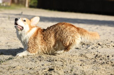 Tatlı pembroke galsh corgi kumsalda kumla eğleniyor.