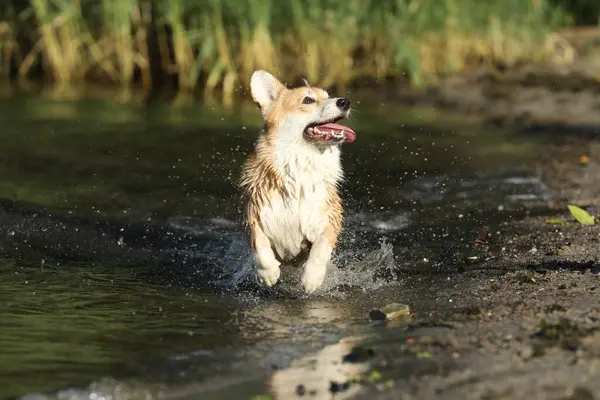 Şirin pembroke galsh corgi sahilde suda eğleniyor. 