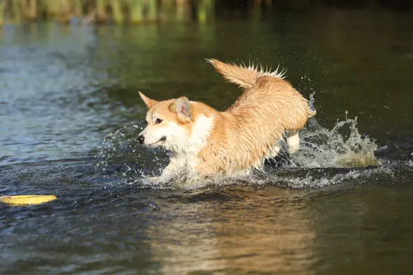 Şirin pembroke galsh corgi sahilde suda eğleniyor. 