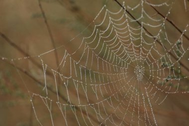 Çimenlerdeki örümcek ağı. Örümcek ağına su damlaları