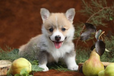 Şirin, küçük, pembroke galsh corgi yavrusu