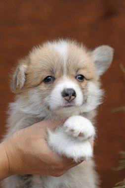 Şirin, küçük, pembroke galsh corgi yavrusu