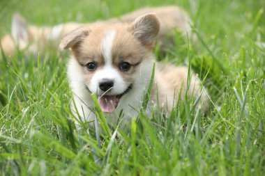 Bahçedeki çimlerin üzerinde tatlı, küçük, pembroke galsh corgi yavrusu.