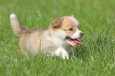 Bahçedeki çimlerin üzerinde tatlı, küçük, pembroke galsh corgi yavrusu.