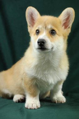 Şirin, küçük, pembroke galsh corgi yavrusu