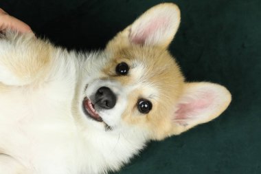 Şirin, küçük, pembroke galsh corgi yavrusu