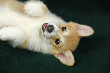Şirin, küçük, pembroke galsh corgi yavrusu