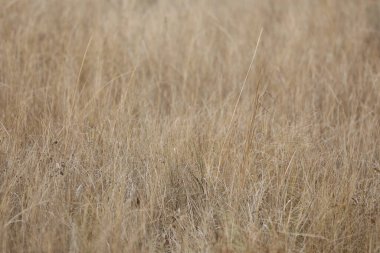 Kuru bej çimlerin deseni. Soyut arkaplan