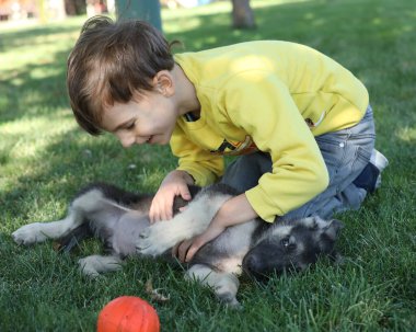 Yaz parkında çimlerin üzerinde çoban köpekleriyle oynayan tatlı çocuk.