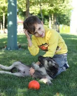 Yaz parkında çimlerin üzerinde çoban köpekleriyle oynayan tatlı çocuk.
