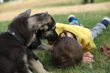 Yaz parkında çimlerin üzerinde çoban köpekleriyle oynayan tatlı çocuk.