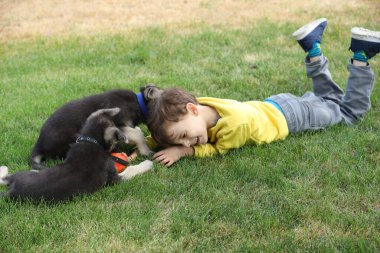 Yaz parkında çimlerin üzerinde çoban köpekleriyle oynayan tatlı çocuk.