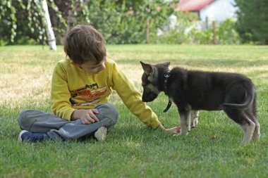 Yaz parkında çimlerin üzerinde çoban köpekleriyle oynayan tatlı çocuk.