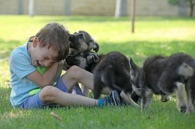 Yaz parkında çimlerin üzerinde çoban köpekleriyle oynayan tatlı çocuk.