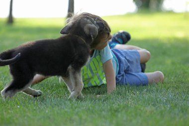 Yaz parkında çimlerin üzerinde çoban köpekleriyle oynayan tatlı çocuk.