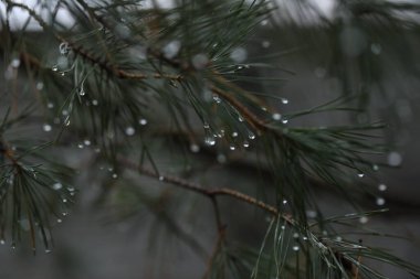 Bahçedeki yemyeşil dallara su damlaları