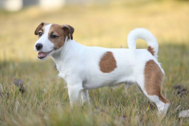 Bahçede gezinen şirin küçük Jack Russell Terrier köpeği.