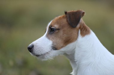 Bahçede gezinen şirin küçük Jack Russell Terrier köpeği.