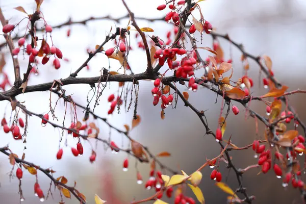 Berberis thunbergii. Dalında su damlaları olan dutlar.