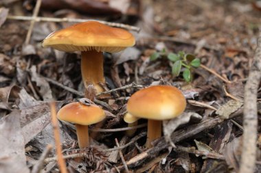 Ormanda parlak Flammulina velutipes mantarları